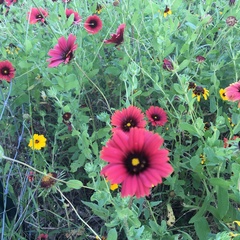 Gaillardia amblyodon