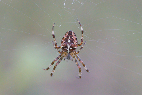 Cross Orbweaver