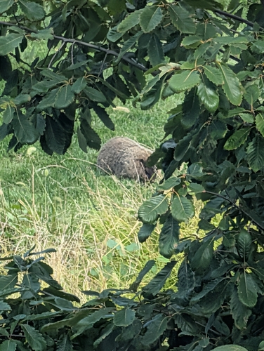 Groundhog