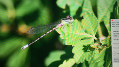 Argia immunda