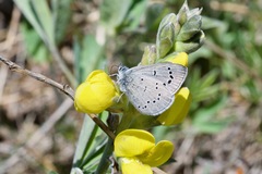 Glaucopsyche lygdamus erico