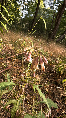Nabalus albus