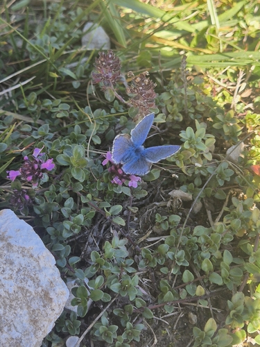 Common Blue