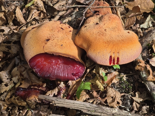 Beefsteak Polypore