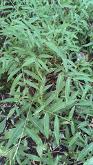 Microstegium vimineum