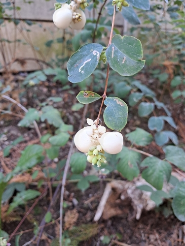 Common Snowberry