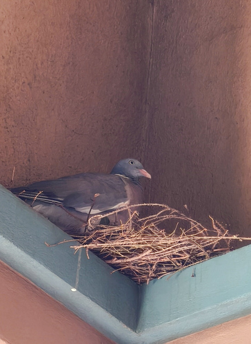 Common Wood-Pigeon