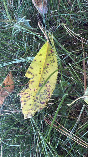 Blumeriella jaapii, 2026-09-25