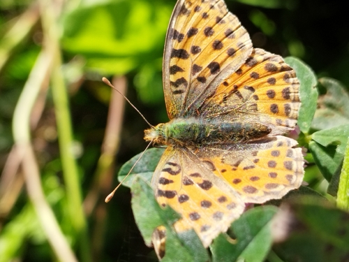 Queen of Spain Fritillary