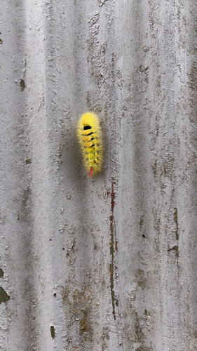 Pale Tussock Moth