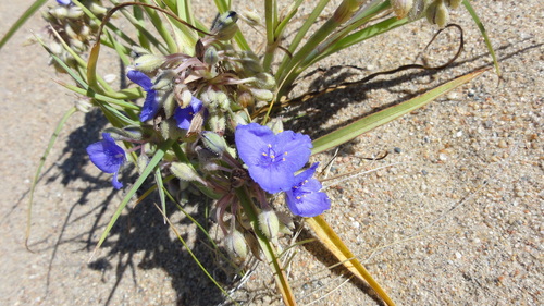 Representative image of Tradescantia
