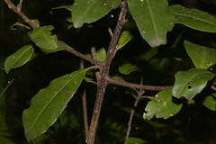 Myrsine variabilis
