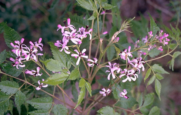 Chinaberrytree Matbio Trees Amp Shrubs Matanzas Biodiversity Inaturalist