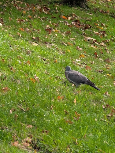 Common Wood-Pigeon