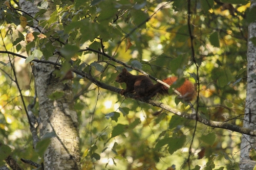 Eurasian Red Squirrel