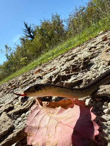 Common Garter Snake