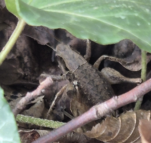 Dark Bush-cricket