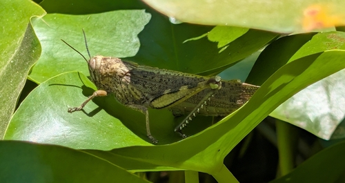 Egyptian Bird Grasshopper