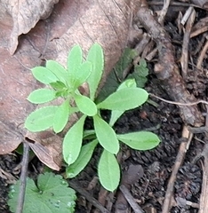 (c) Sabarni Sarker, some rights reserved (CC BY) Galium aparine, photograph (c) Sabarni Sarker, some rights reserved (CC BY)