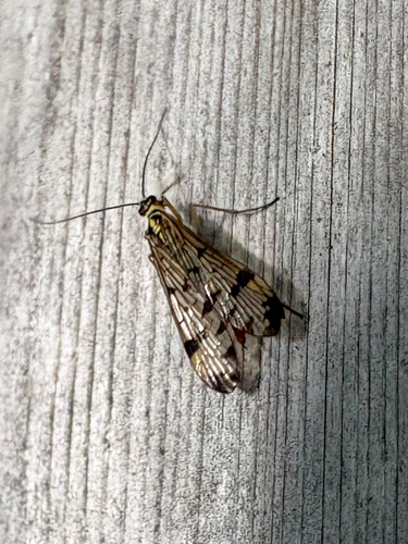 German Scorpionfly