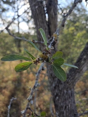 Sideroxylon lanuginosum