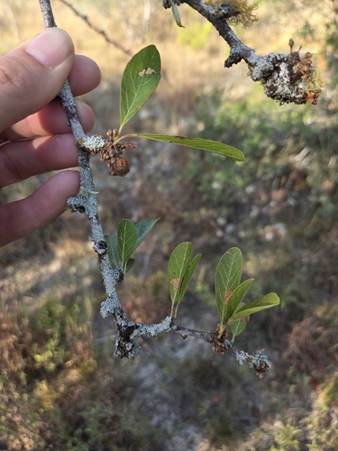 Sideroxylon lanuginosum, photograph 2