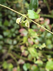 Fallopia dumetorum