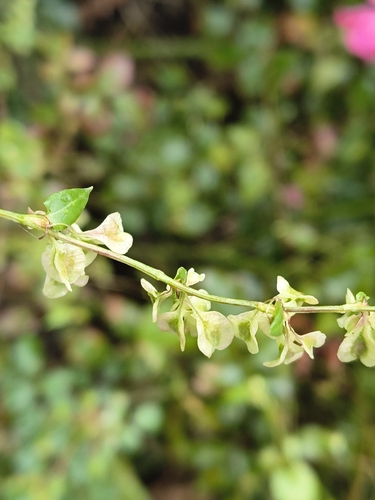 Fallopia dumetorum, photograph 2