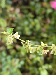 Fallopia dumetorum, photograph (c) Piotr Panek, some rights reserved (CC BY)