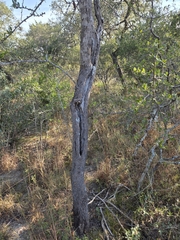 (c) Rachel, some rights reserved (CC BY) Sideroxylon lanuginosum, photograph (c) Rachel, some rights reserved (CC BY)
