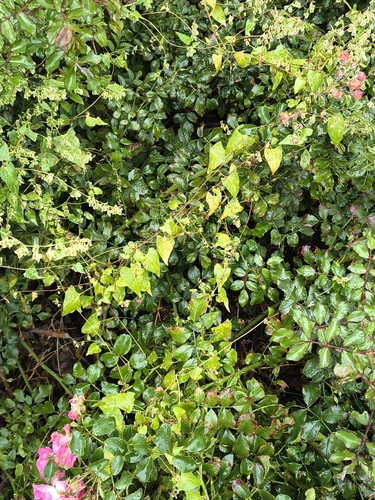 Fallopia dumetorum, photograph 3