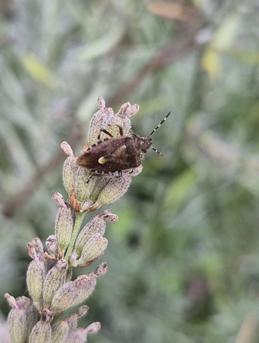 Sloe Bug