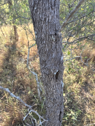 Sideroxylon lanuginosum, photograph 5