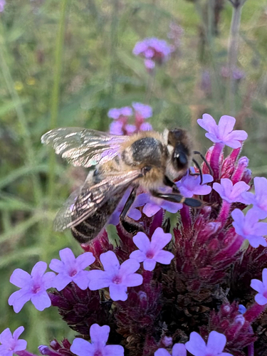 Western Honey Bee