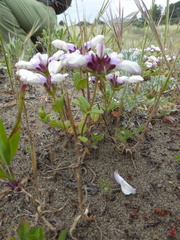 Collinsia corymbosa