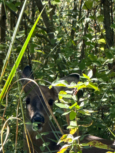White-tailed Deer