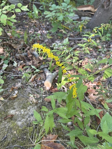 bluestem goldenrod