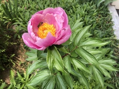 Paeonia
