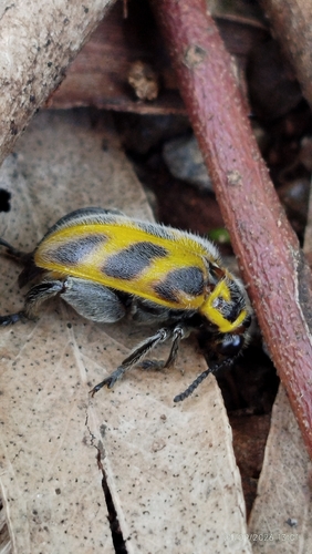 Agathomerus subfasciatus