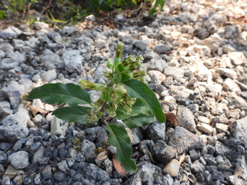 Zizotes milkweed
