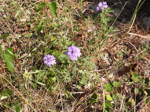 Dakota mock vervain