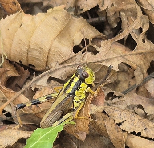 Long-winged Mountain Grasshopper