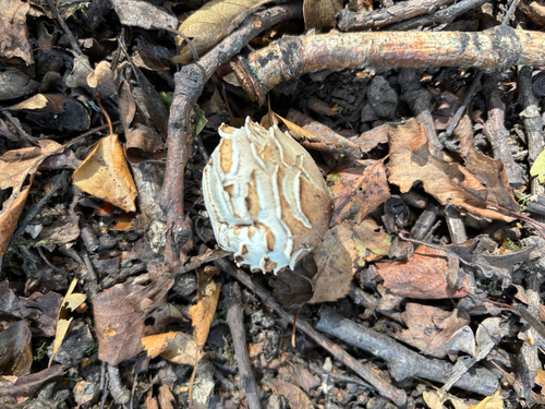 Shaggy Parasol
