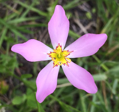 Sabatia grandiflora