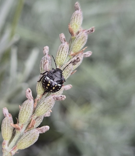 Southern Green Stink Bug