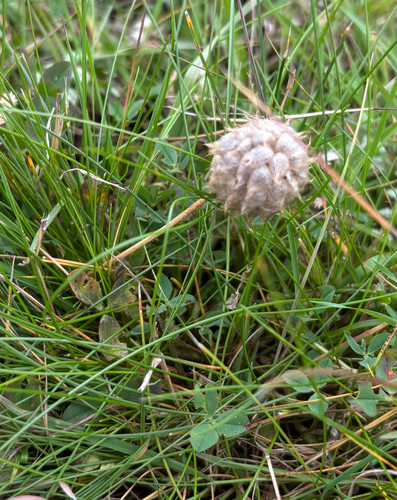 Trifolium fragiferum