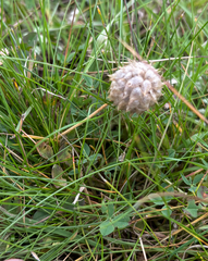 Trifolium fragiferum