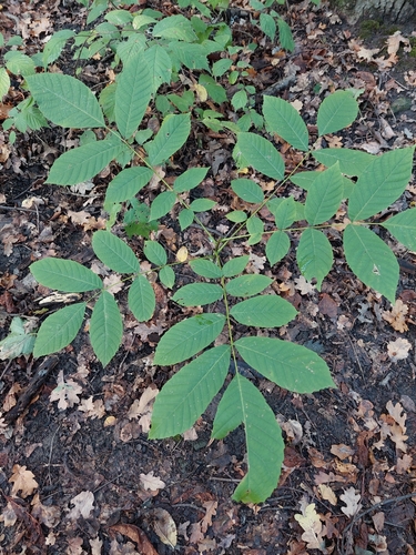 Juglans regia, photograph 2