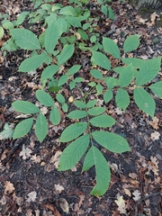 Juglans regia, photograph (c) Viktor Strenada, some rights reserved (CC BY)