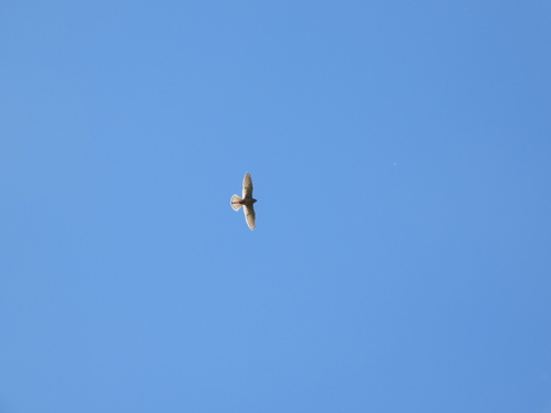 Eurasian Kestrel